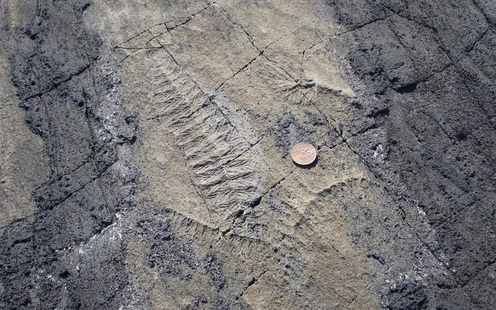 A large flat bedding plane of dark rock at a coastal site covered in faint frond-shaped impressions, low sun raking across the surface